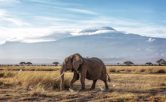 Elephant with Kilimanjaro in the background